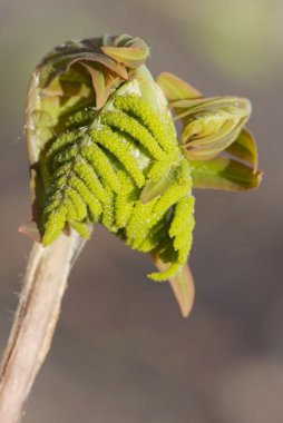 Eğreltiotunun genç yaprağını kapat Osmunda regalis