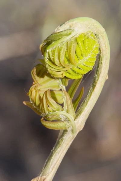 Закрыть молодые листья регалии осмунды — стоковое фото