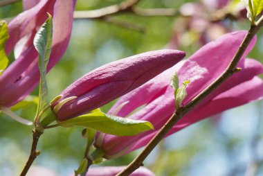 Manolya çiçek bulanıklık bahar yeşillik zemin üzerine 