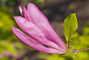 Manolya çiçek bulanıklık bahar yeşillik zemin üzerine 