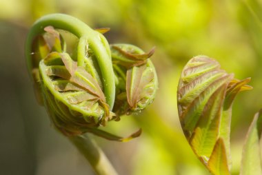 Eğreltiotunun genç yaprağını kapat Osmunda regalis