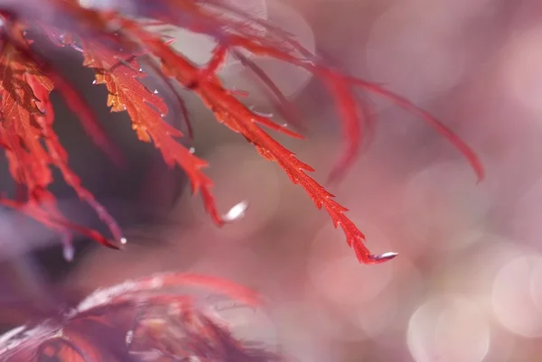 Nära håll unga röda blad i Lönn Acer palmatum — Stockfoto