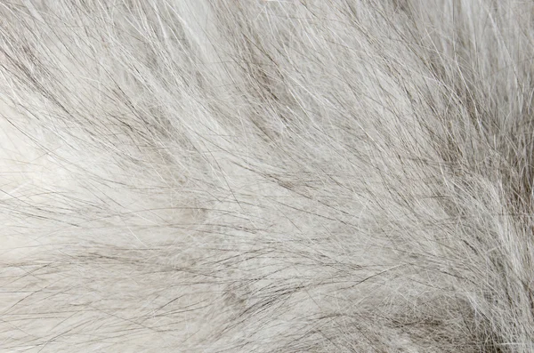 Gri Kürk arka kapatmak