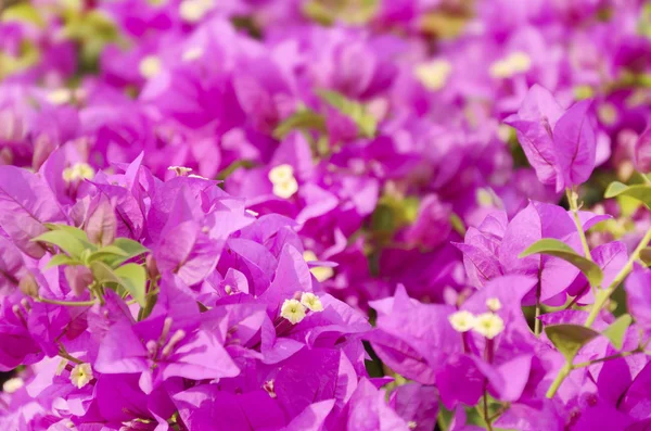 Gros plan floraison Bougainvillea en Thaïlande — Photo