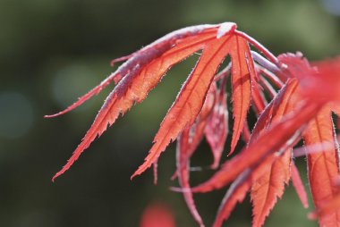 acer palmatum Inaba-shidare genç kırmızı yaprakları kadar kapatın