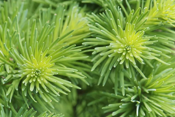 larix kaempferi genç iğne kadar kapatın