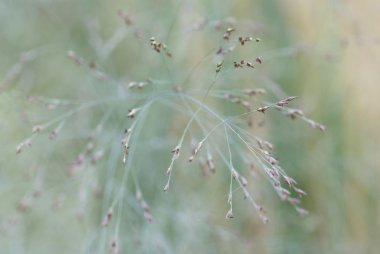 yaprak ve ot köklerini doku