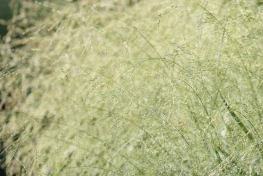 yaprak ve ot köklerini doku