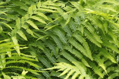 fern matteuccia struthiopteris genç yaprak kadar kapatın