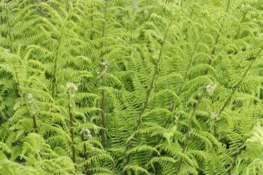 fern matteuccia struthiopteris genç yaprak kadar kapatın
