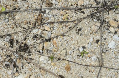 arka plan kum, taş, çim kaynaklanıyor ve kökleri