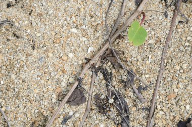 arka plan kum, taş, çim kaynaklanıyor ve kökleri