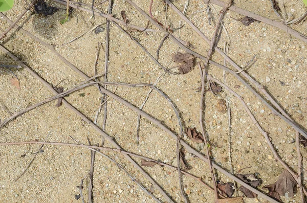 Fundo de areia, pedras, hastes de grama e raízes — Fotografia de Stock