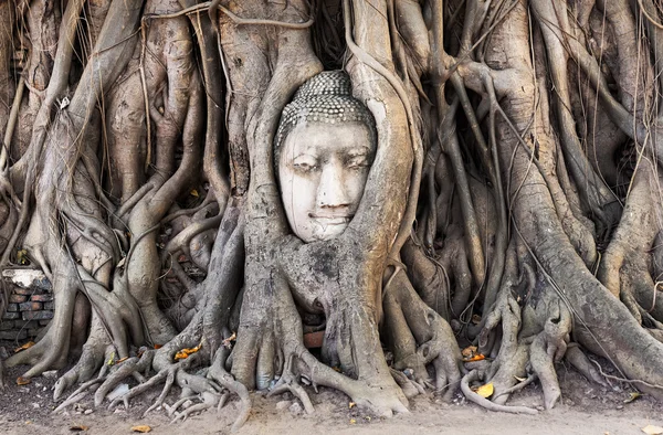 Tête de statue de Bouddha dans les racines des arbres au temple Wat Mahathat , — Photo