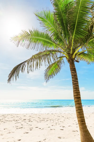 Tropical white sand beach with palm trees — Stock Photo, Image