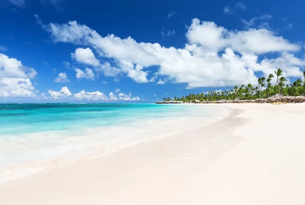 Coconut Palm trees on white sandy beach — Stock Photo, Image
