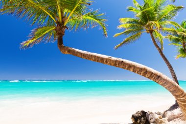 Hindistan cevizi palmiye ağaçlarının beyaz kumlu plaj 