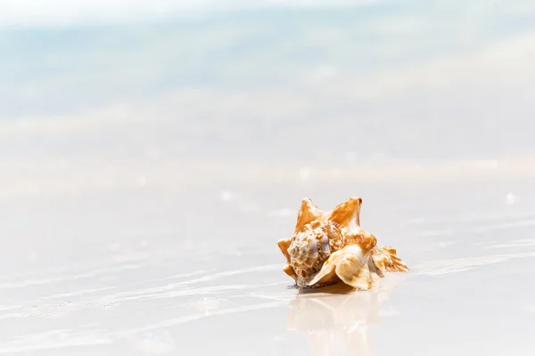 Coquille de mer sur la plage de sable — Photo