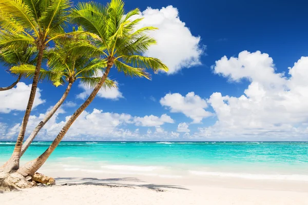Kokosnoot palmbomen op witte zandstrand — Stockfoto
