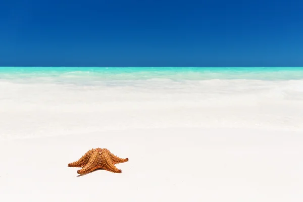 Seestern am weißen Sandstrand — Stockfoto