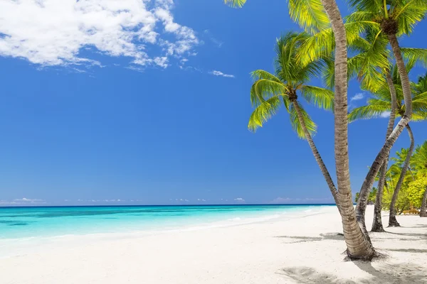 Coconut Palm trees on white sandy beach Stock Photo