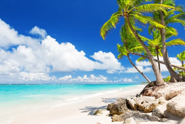 Palmy kokosowe na białej, piaszczystej plaży — Zdjęcie stockowe