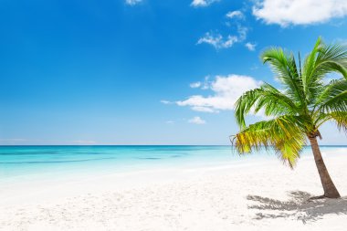 Punta Cana, Dominik beyaz kumlu plaj Hindistan cevizi palmiye ağaçlarının