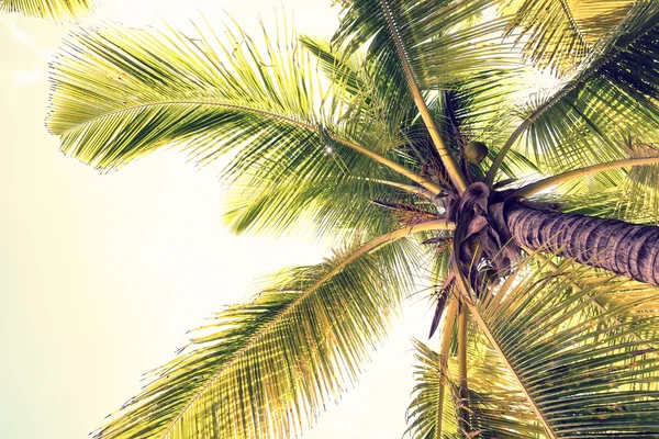 Coconut palm trees perspective view — Stock Photo, Image