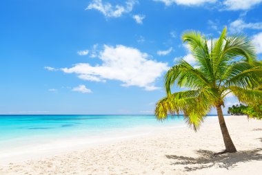 Saona Island, Dominic beyaz kumlu plaj Hindistan cevizi palmiye ağaçlarının