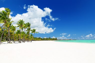 Punta Cana, Dominik beyaz kumlu plaj Hindistan cevizi palmiye ağaçlarının
