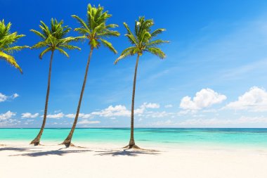 Hindistan cevizi palmiye ağaçlarının beyaz kumlu plaj 
