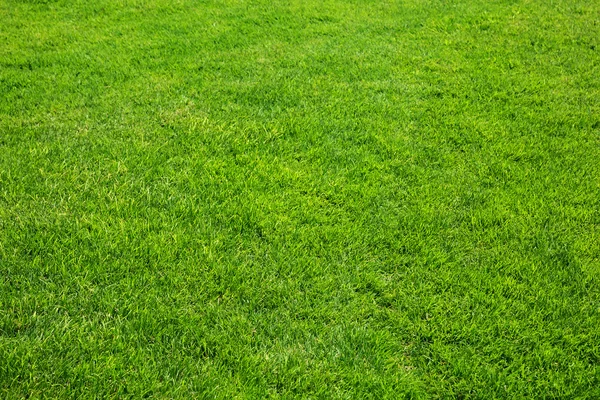 Frisches frühlingsgrünes Gras, — Stockfoto