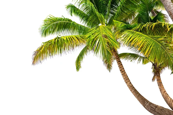 Kokosnoot palmbomen geïsoleerd op een witte achtergrond — Stockfoto
