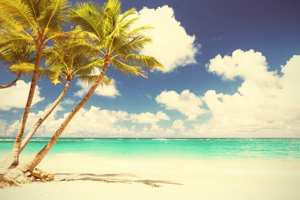 椰子棕榈树白色的沙滩上 — 图库照片