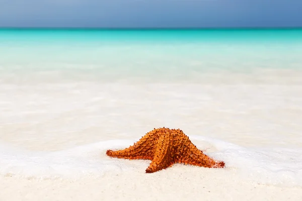 Rozgwiazdy na białej piaszczystej plaży — Zdjęcie stockowe