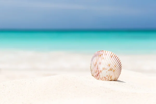 Muschel am weißen Sandstrand — Stockfoto