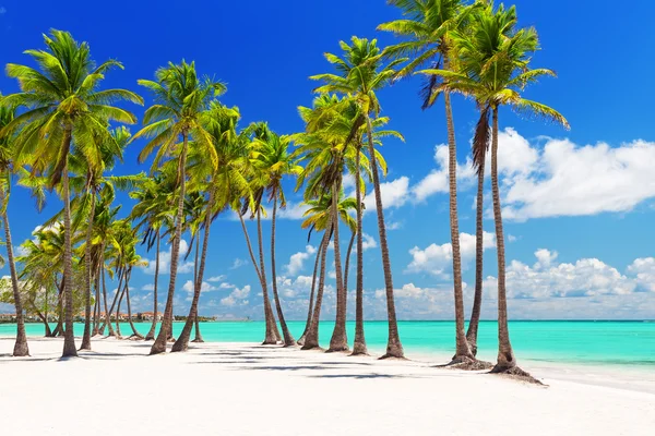 Palmeiras de coco na praia de areia branca — Fotografia de Stock