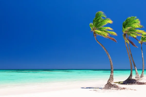 在蓬塔卡纳，多米尼加的白色沙滩上的椰子棕榈树 — 图库照片