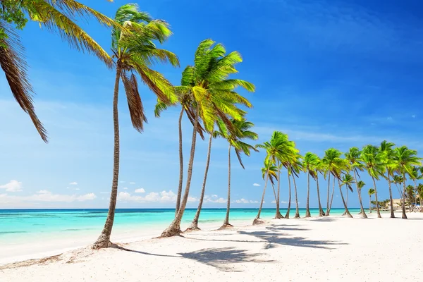 Palmeras de coco en playa de arena blanca en Punta Cana, República Dominicana —  Fotos de Stock