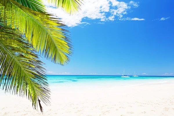 Кокосовые пальмы на белом песчаном пляже — стоковое фото