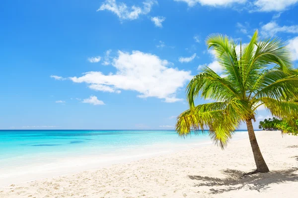 Coconut Palm trees on white sandy beach in Saona island, Dominic Stock Picture