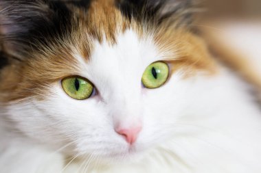 Kızıl kedili çok güzel bir beyaz portre. Yeşil gözlü beyaz kedi yavrusunun yakın görüntüsü. Güzel pofuduk kedi. Yaklaş..
