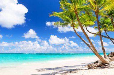 Punta Cana, Dominik Cumhuriyeti 'ndeki beyaz kumlu plajda hindistan cevizi palmiyeleri. Yaz tatili geçmişi. Güzel tropikal plaj manzarası.