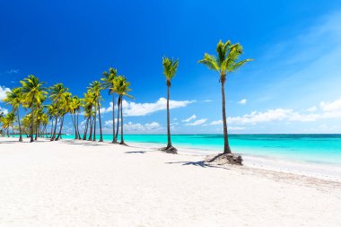 Punta Cana, Dominik Cumhuriyeti 'ndeki beyaz kumlu plajda hindistan cevizi palmiyesi ağacı. Yaz tatili geçmişi. Güzel tropikal plaj manzarası.