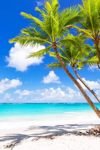 ドミニカ共和国のプンタカナの白い砂浜にヤシの木 休暇の休日の夏の背景 素敵な熱帯のビーチの眺め — ストック写真