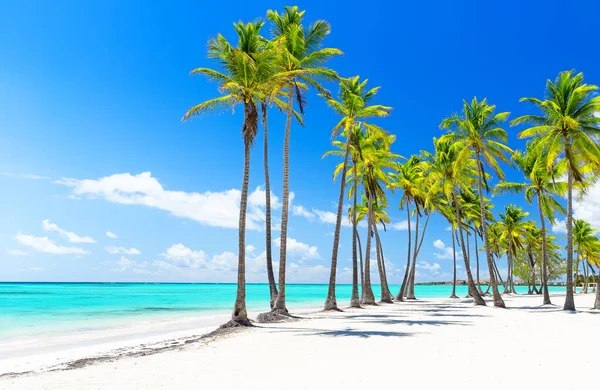 Palme Cocco Sulla Spiaggia Sabbia Bianca Punta Cana Repubblica Dominicana — Foto Stock