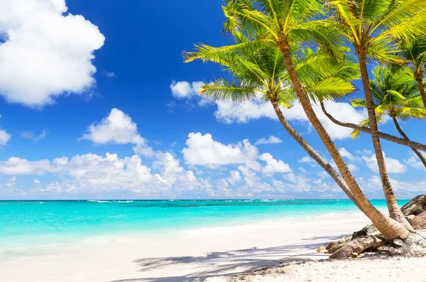 도미니카 공화국푼 타가나 백사장에 코코넛 야자나무 휴가철 아름다운 해변의 — 스톡 사진