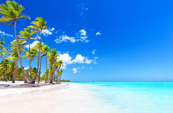 ドミニカ共和国のプンタカナの白い砂浜にヤシの木 休暇の休日の夏の背景 素敵な熱帯のビーチの眺め — ストック写真