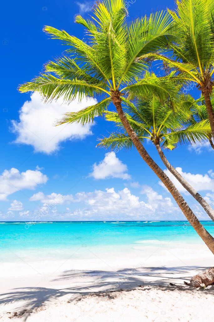 Coconut Palm trees on white sandy beach in Punta Cana, Dominican Republic. Vacation holidays summer background. View of nice tropical beach.