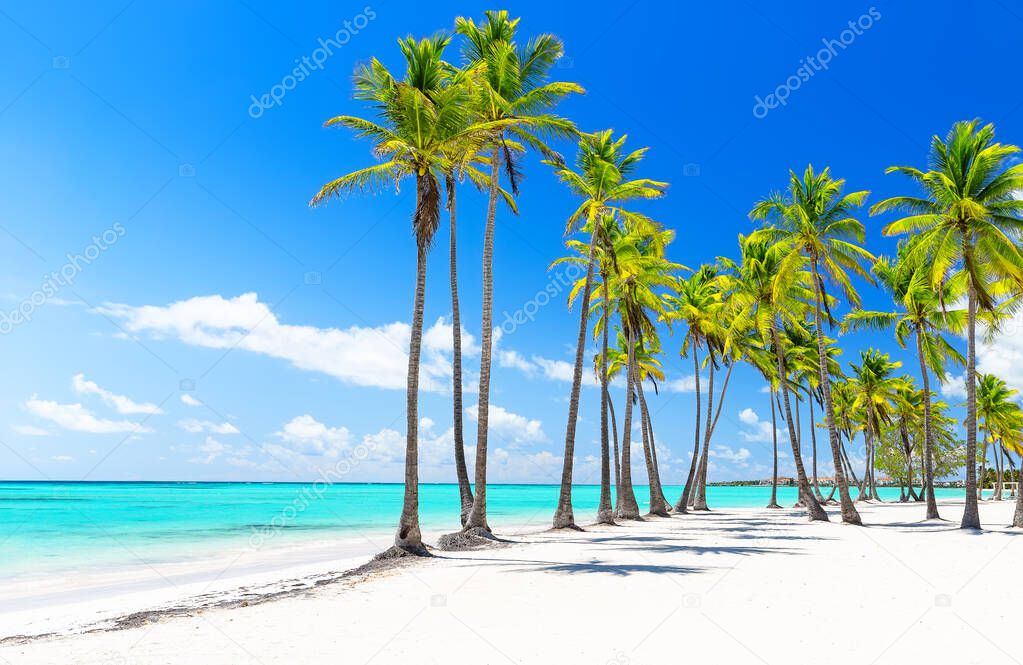 Coconut Palm trees on white sandy beach in Punta Cana, Dominican Republic. Vacation holidays summer background. View of nice tropical beach.